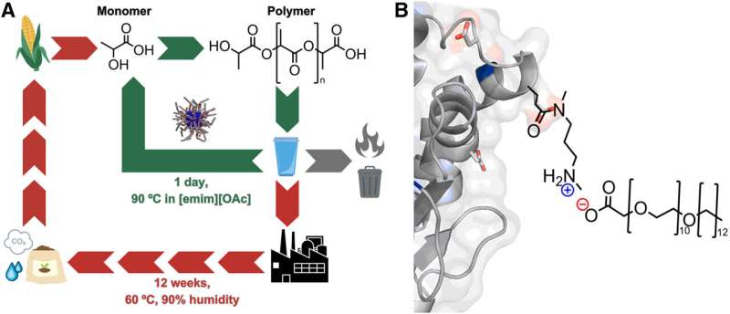 An enzyme used in laundry detergent can recycle single-use plastics within 24 hours