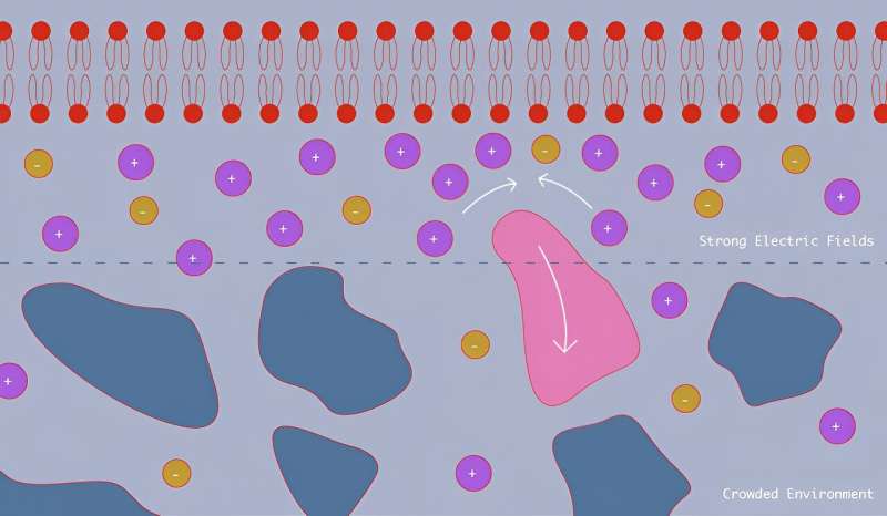 Cells' electric fields keep nanoparticles at bay, scientists confirm