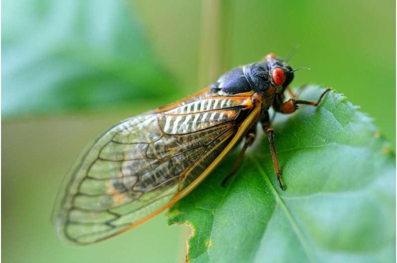 cicadas