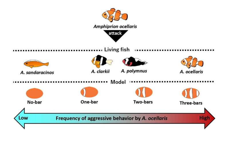 Clown anemonefish seem to be counting bars and laying down the law