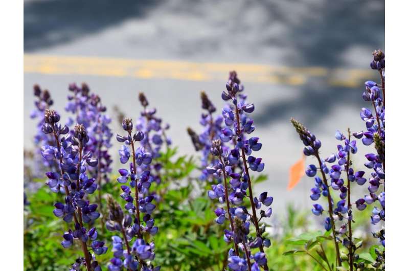 Edge habitats along roads and power lines may be key to conserving rare plants