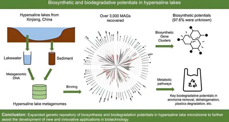 Exploring the unseen: Microbial wonders in earth's saltiest waters