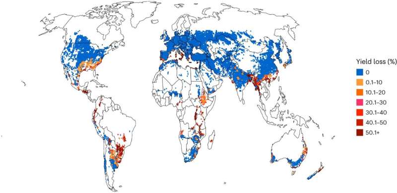 Fungal disease driven by climate change endangers wheat production