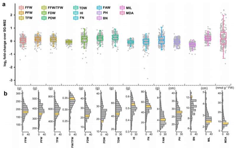 How do rootstocks mediate scion salinity tolerance under salt stress?