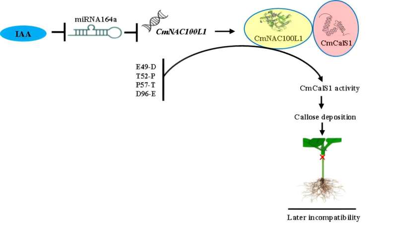 IAA-miR164a-NAC100L1 mediates graft incompatible