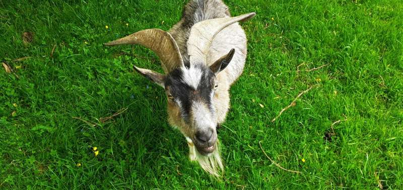 No kidding! — Goats can tell if you are happy or angry by your voice alone