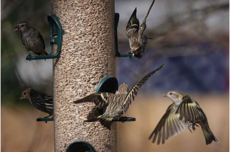 North American bird populations are declining; expert explains why