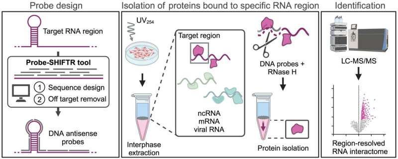 Shining a new light on the tug-of-war between virus and host