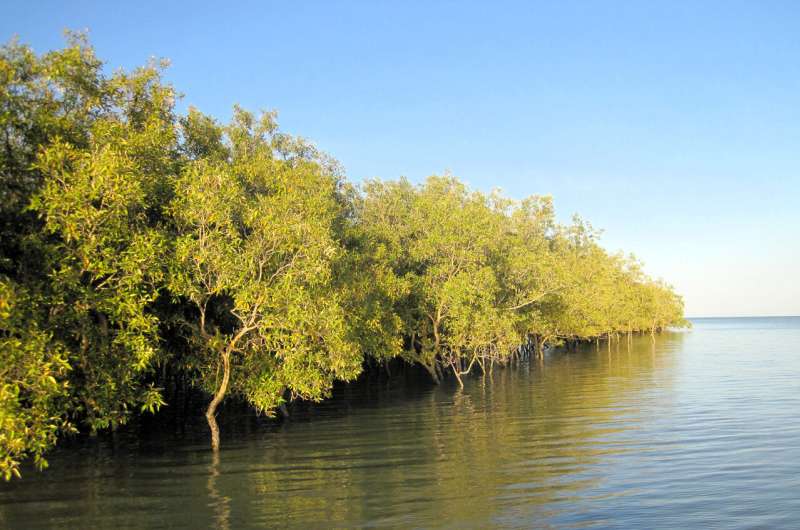 Tidal landscapes a greater carbon sink than previously thought