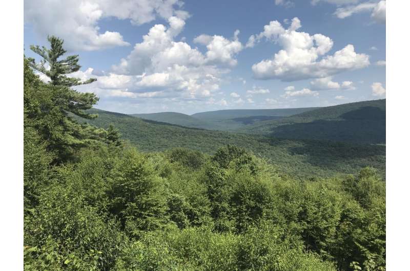 Trees struggle to 'breathe' as climate warms, researchers find